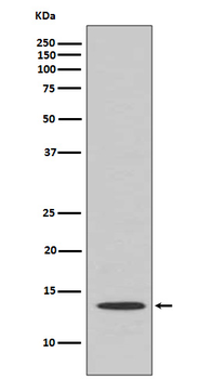 Cytochrome C Rabbit mAb Antibody