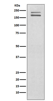 Ret Rabbit mAb Antibody