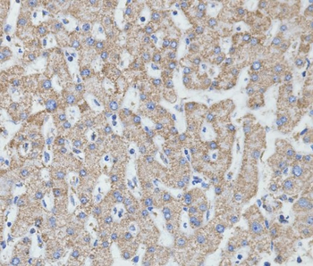 MTCO2 Rabbit mAb Antibody