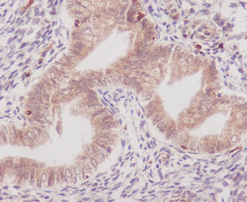 COX1 Rabbit mAb Antibody
