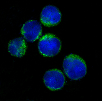HLA-DRA Rabbit mAb Antibody
