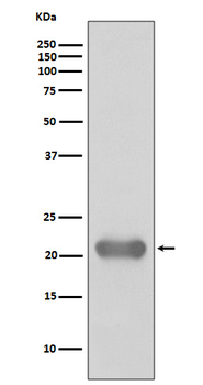 Smac/Diablo Rabbit mAb Antibody