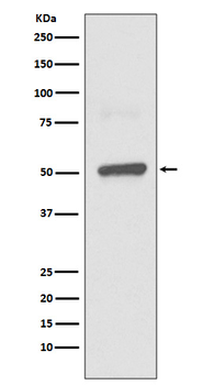BPI Rabbit mAb Antibody