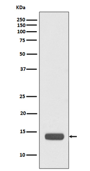 RPS20 Rabbit mAb Antibody