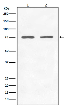 GARS Rabbit mAb Antibody