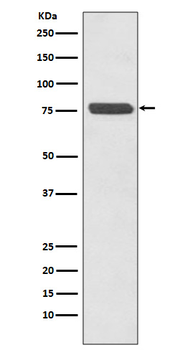 p63 Rabbit mAb Antibody