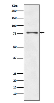 ATG7 Rabbit mAb