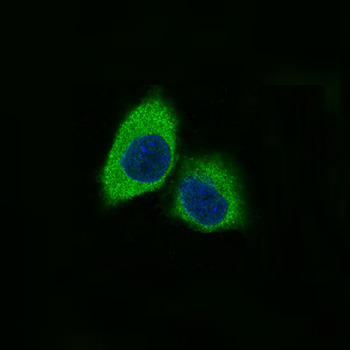 Nestin Rabbit mAb Antibody