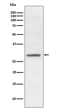 Hes1 Rabbit mAb Antibody