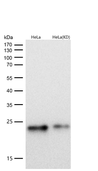 Ferritin Rabbit mAb [KD Validated] Antibody