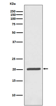 Ferritin Rabbit mAb [KD Validated] Antibody