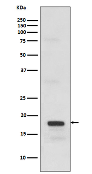 SCF Rabbit mAb Antibody