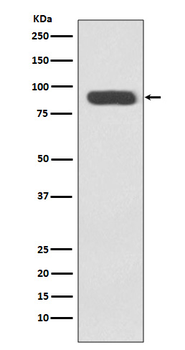 Ku80 Rabbit mAb Antibody