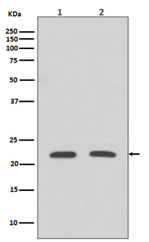 Rho A Rabbit mAb Antibody