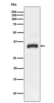 JAM1 Rabbit mAb [KD Validated]