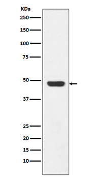 GAP43 Rabbit mAb [KD Validated]