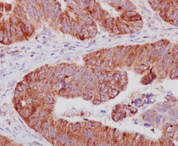 Cytochrome C Rabbit mAb Antibody