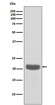 PEBP1 Rabbit mAb Antibody