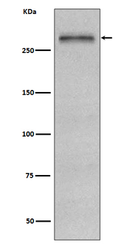 Fibronectin Rabbit mAb [KD Validated]