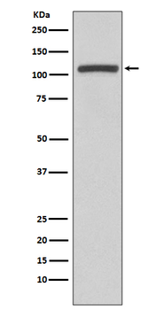 PI3 Kinase p110 beta Rabbit Monoclonal Antibody