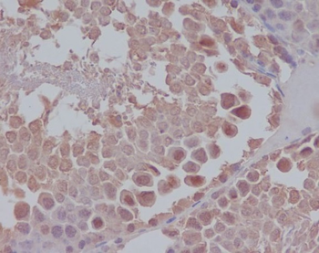 Nanog Rabbit mAb Antibody
