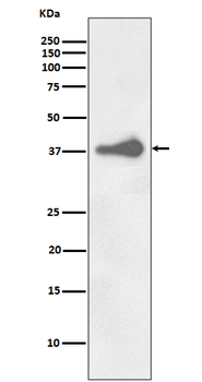 Nanog Rabbit mAb Antibody