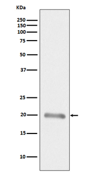 MLANA Rabbit mAb Antibody