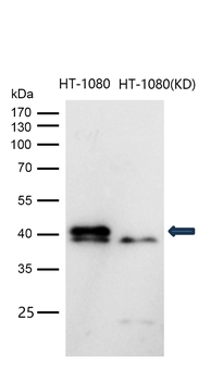 p38 MAPK Rabbit mAb [KD Validated]
