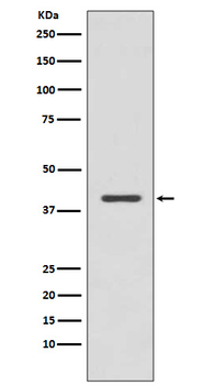 p38 MAPK Rabbit mAb [KD Validated]