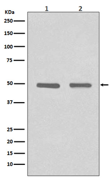 HDAC3 Rabbit mAb [KD Validated]
