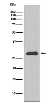 Apolipoprotein A1 Rabbit mAb