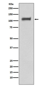 Daxx Rabbit mAb [KD Validated]