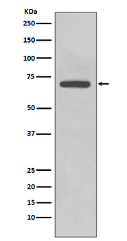 COX2 Rabbit mAb Antibody
