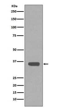 Apolipoprotein E Rabbit mAb Antibody