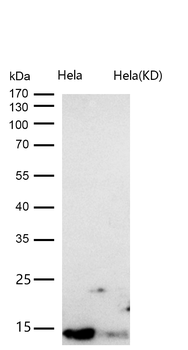 DYNLL1 Rabbit mAb Antibody