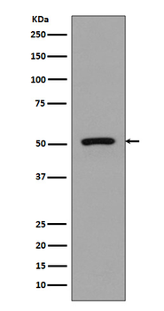 FLI1 Rabbit Monoclonal Antibody