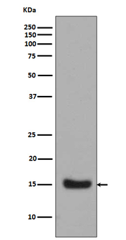Midkine Rabbit mAb