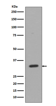 CD8 Rabbit mAb Antibody