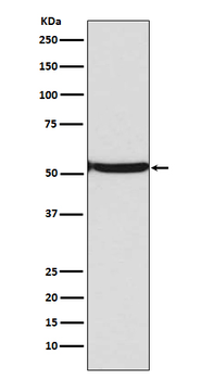 p53 (acetyl K382) Rabbit mAb Antibody