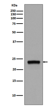 Rab5 Rabbit mAb Antibody