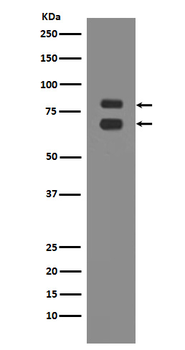 ASH2L Rabbit mAb Antibody
