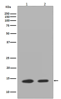 Histone H2A.Z Rabbit mAb Antibody