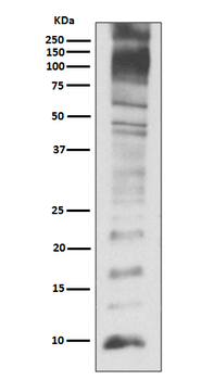 Ubiquitin Rabbit mAb Antibody