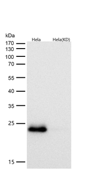 Rab9 Rabbit mAb [KD Validated] Antibody