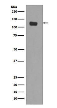 Integrin alpha 6 Rabbit Monoclonal Antibody