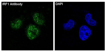 IRF1 Rabbit mAb Antibody