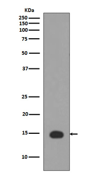 Histone H3 (acetyl K4) Rabbit mAb