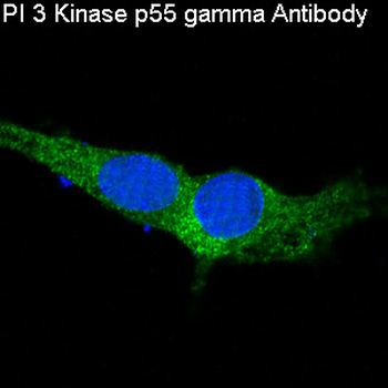 PI 3 Kinase p55 gamma Rabbit mAb Antibody
