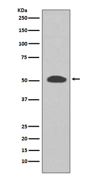 PI 3 Kinase p55 gamma Rabbit mAb Antibody