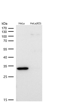 active + pro Caspase 3  Rabbit mAb  [KD Validated]